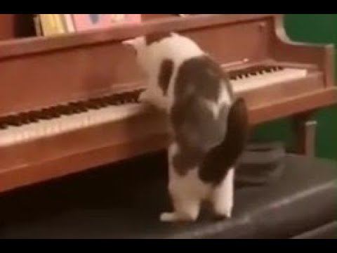 Музыкальный Кот
