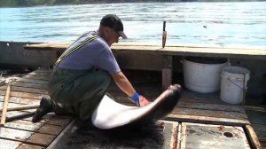 Тихоокеанский Белокорый Палтус. Почему голову этой рыбки вы не увидите на прилавках магазина ?