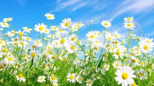 В багрянице стоишь Ты в терновом венце