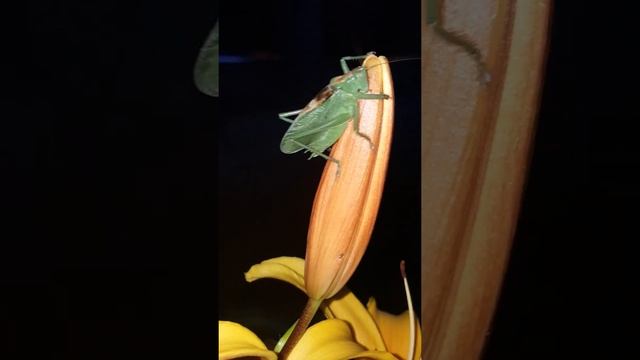 А вы видали,как "поют" сверчки?!=) смотреть онлайн