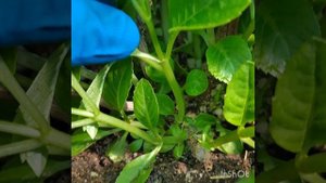 11.04.2023 г. Размножение ГОРТЕНЗИИ Камилла