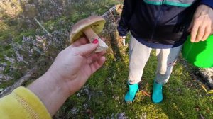 Пошли в грибы