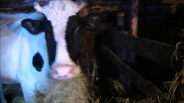 Выгодно ли держать корову. Часть 1 расходы. смотреть онлайн