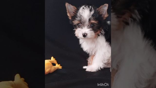 Девочки бивер, документы РКФ смотреть онлайн