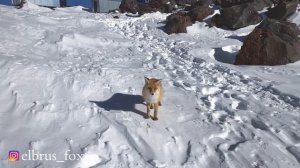 На Эльбрус на автомобиле! Баксанское ущелье, Чегемские водопады, Джилы су.