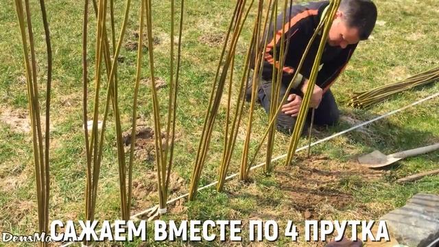 Живая изгородь из ивы своими руками (разрастётся или нет)
