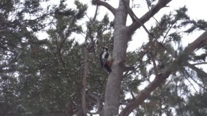 Дятел долбит по дереву