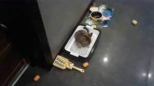 КАК КОТЯТА ХОДЯТ В ТУАЛЕТ