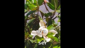 Учим испанский с песней Historia de un amor