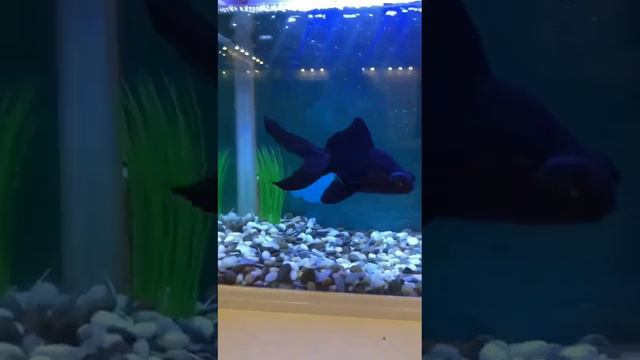 Луна🌛 это рыба? смотреть онлайн