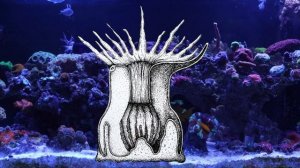 Коралловые полипы: строение и систематика