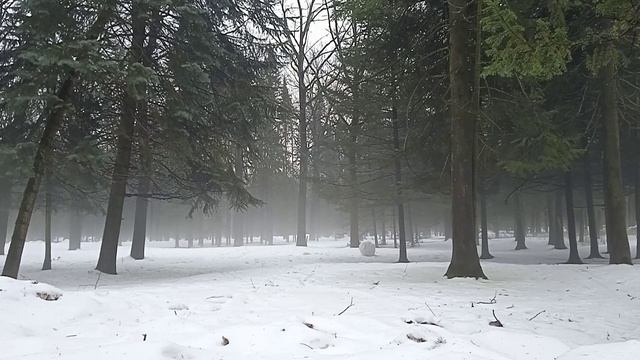 Весенний туман стелется в лесу! смотреть онлайн