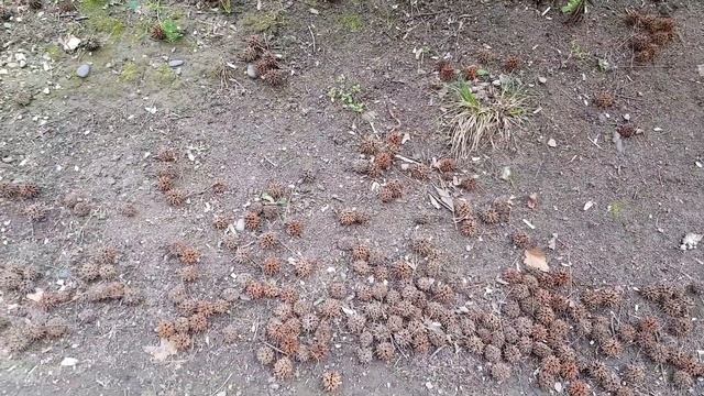 Ежики ликвидамбра | Жизнь на Юге смотреть онлайн