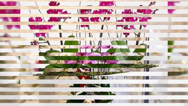 Extremely beautiful and gorgeous phalaenopsis flowers arrangements ideas and orchids part 1 смотреть онлайн