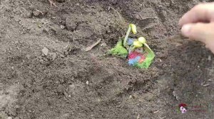 29 июля 2022 г.А ТРОЙНЯШКИ-ТО РАСТУТ. Результат эксперимента.