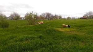 Електропастух Cowboy 4200 eco max