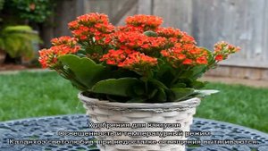 Каланхоэ — уход в домашних условиях