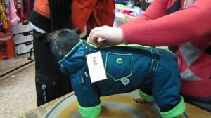 зимний комбинезон для той-терьера