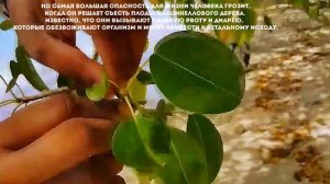 Чем самое ядовитое дерево в мире опасно для человека?