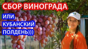 СОБИРАЕМ ВИНОГРАД И ДЕЛАЕМ СОК БЕЗ САХАРА!