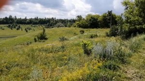 Разнотравье и медоносы Белгородской области