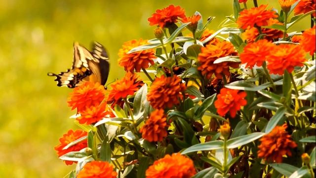 Цветы для жизни / как продлить их цветение смотреть онлайн