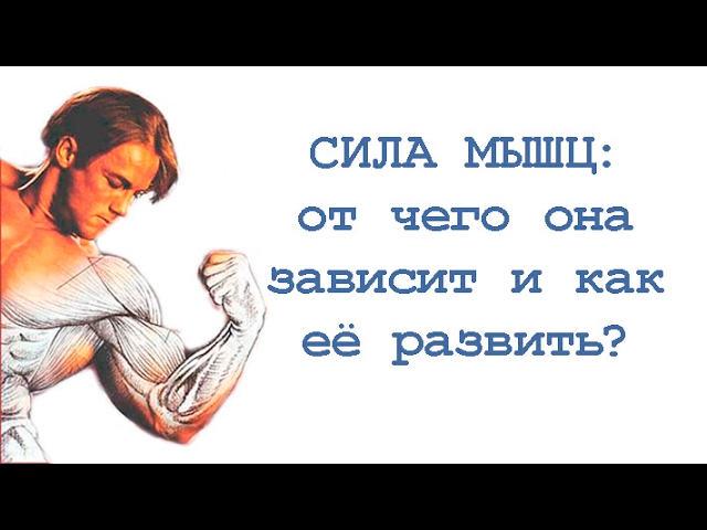 Сила мышц: от чего она зависит и как её развить