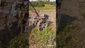 Тест веерной копалки из конного окучника.