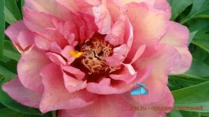 Пион ито Хиллари (pion-ito-gibrid-khillari) ? обзор: как сажать, саженцы, луковицы пиона Хиллари