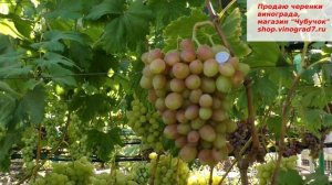 Виноград Мечта фермера - наконец то удался у меня! Крупные ягоды и отменный вкус-  за них я боролась