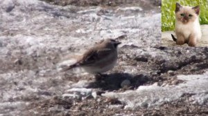 Рогатый жаворонок - Eremophila alpestris