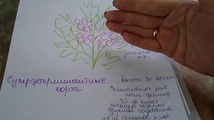 ХАРАКТЕРИСТИКА И ФОРМИРОВАНИЕ СУПЕРДЕТЕРМИНАНТНЫХ СОРТОВ ТОМАТОВ ???