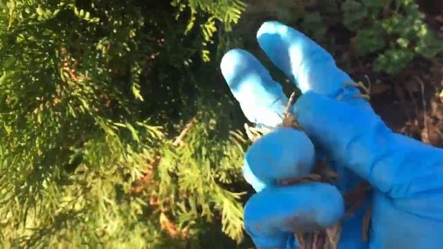 Развязываю хвойники. Туя СМАРАГД! смотреть онлайн