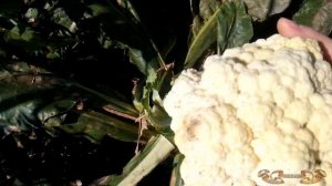 Капуста цветная сорта и гибриды. Какой сорт цветной капусты лучше? Аламбра вас не разочарует