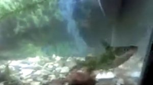 Касатка в аквариуме дома, речная рыба живет в аквариуме