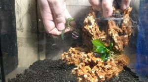 ЗАПУСК С АКВАРИУМА С НУЛЯ | КРЕВЕТОЧНИК