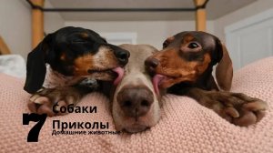 Смешное видео с собаками и щенками 2021 | Прикольные собаки сборник видео