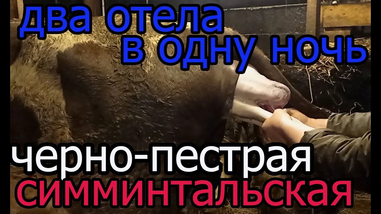 отёл коровы симментальская черно-пестрая