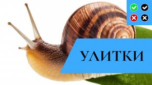 УЛИТКИ – интересные факты