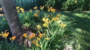 Stella de Oro - Hemerocallis Daylily