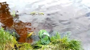 Рыбинское водохранилище, река Себла 2018