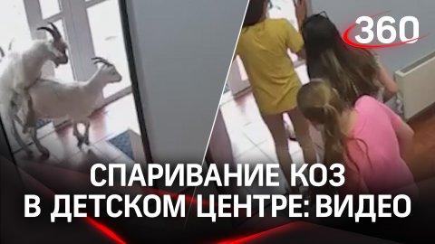 Козы ворвались в детский центр в Бутово и начали совокупляться: видео