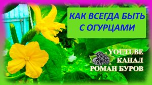 Девять советов как выращивать огурцы на даче. Огурцы уход выращивание на даче. Как выращивать огурцы