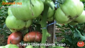Томат Шоколадное чудо