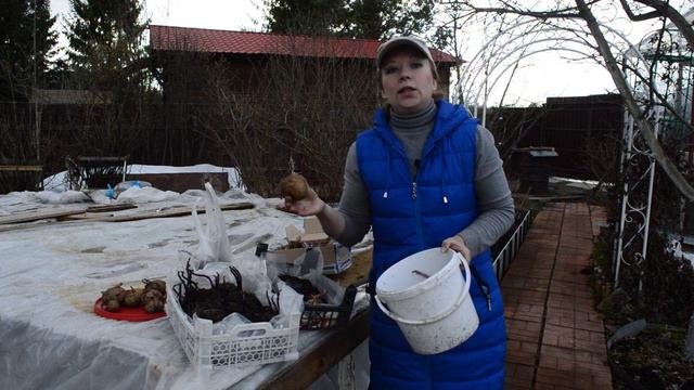Супер способ! Подготовка картофеля к посадке. Как получить урожай в июне. Ранний картофель!