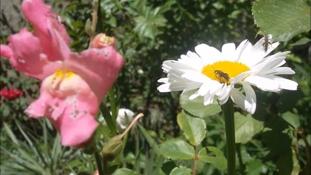 Алла Урываева. Стихи. Прекрасный мир, в котором мы живем смотреть онлайн