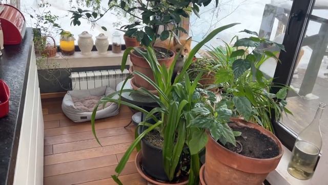 Алиса - лиса. А индейка, тогда дружу смотреть онлайн