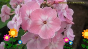 Флокс метельчатый Розовый сон. Краткий обзор, описание характеристик phlox paniculata Rozovyi son