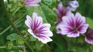 Common Mallow ~ Zebrina Cultivar (Malva sylvestris)