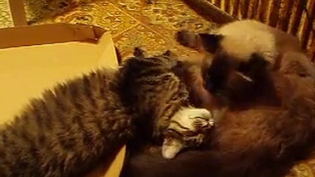 коробочка.MOV смотреть онлайн